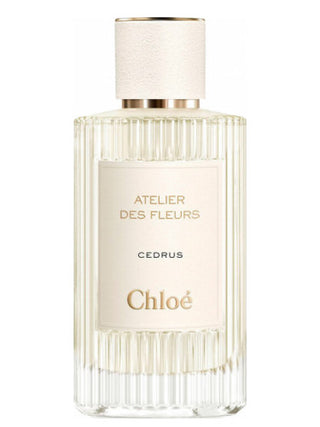 Unisex Cedrus Chloé Perfume for Men and Women - 375x500