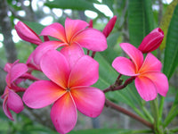 Plumeria Royal Hawaiian for women